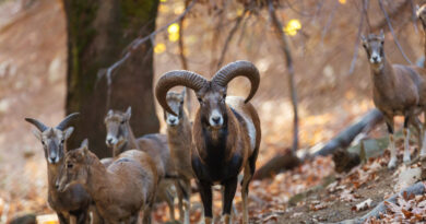 bighorn sheep