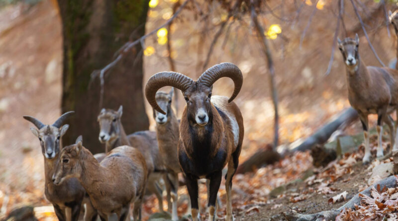 bighorn sheep